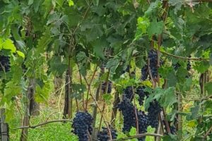 antinori winery