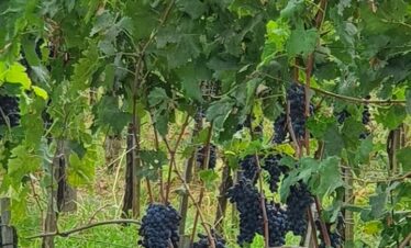 antinori winery
