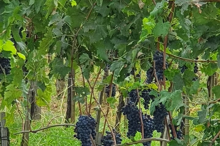 antinori winery