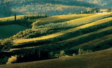 Chianti